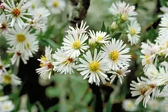 Symphyotrichum cordifolium