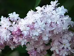 'Mme Antoine Buchner' (1909)