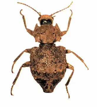 Syrphetodes decoratus
