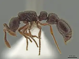 Рабочий Syscia amblyogyna