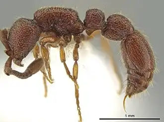 Рабочий Syscia machaquila