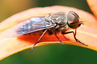 Слепень бычий (Tabanus bovinus)