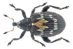 Tachyerges salicis