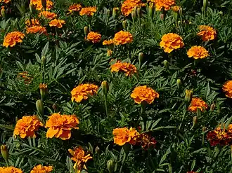 Бархатцы мелкоцветные