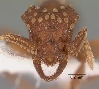 Муравей Talaridris mandibularis