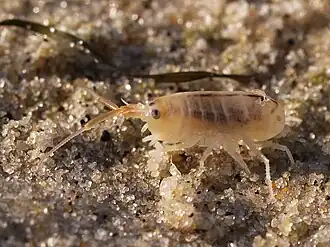 Talitrus saltator