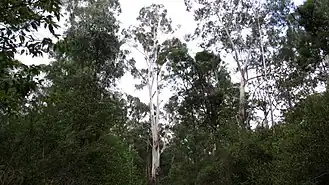 Эвкалипты парка. 2014 год