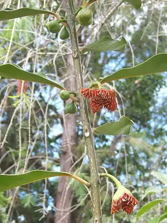 Тамбурисса эллиптическая (Tambourissa elliptica)