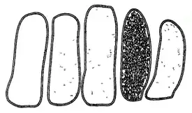 Аски и бластоспоры гриба