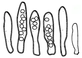 Аски и аскоспоры гриба (увеличение ~×700)