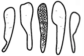 Аски и бластоспоры гриба
