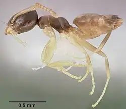 Рабочий сбоку