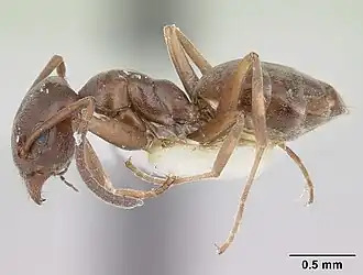 Муравей Tapinoma simrothi