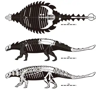 Скелетные реконструкции Tarchia tumanovae (голотип MPC-D 100/1353). На верхних двух диаграммах белым цветом отмечен известный материал, на нижней реконструирован весь скелет (с кожной бронёй).