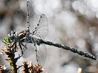 Archipetalia auriculata