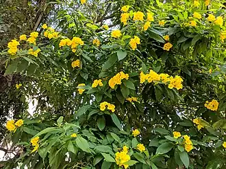 Текома прямостоячая