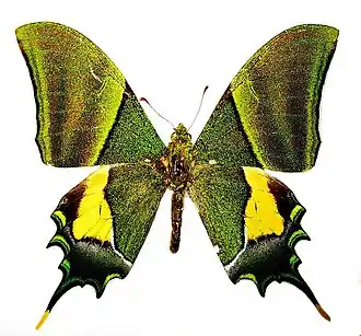 Teinopalpus imperialis, самец