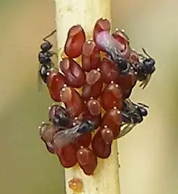 Теленомусы, вышедшие из яиц клопа, вероятно Liorhyssus hyalinus (Rhopalidae), на диком латуке.