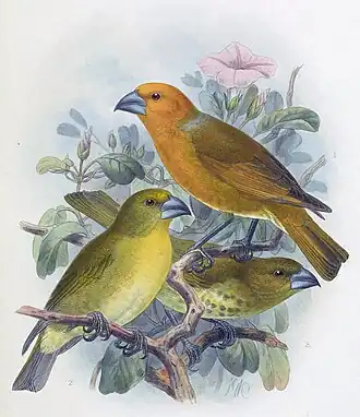 Иллюстрация Й. Г. Кёлеманса, 1893—1900