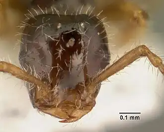 Teleutomyrmex