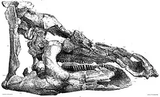 Череп голотипа