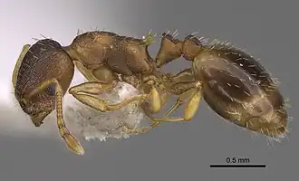 Рабочий муравей Temnothorax angulinodis