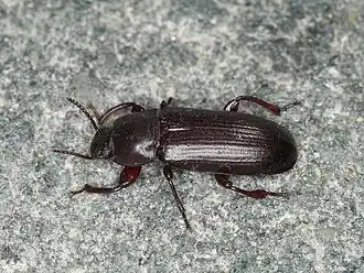 Большой мучной хрущак