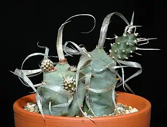 Tephrocactus articulatus