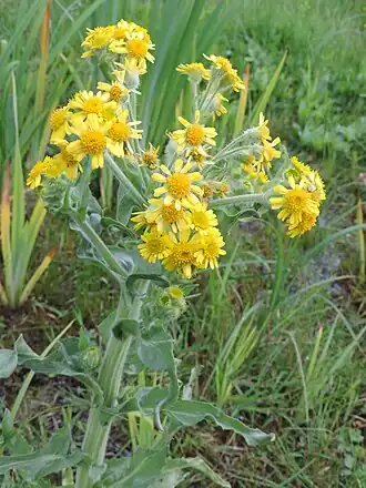 Пепельник болотный (T. palustris)