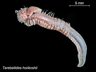 Terebellides horikoshii