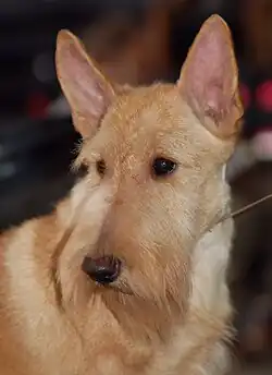 Пшеничный скотчтерьер