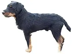 Немецкий ягдтерьер4 декабря 2019