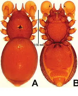 Tetrablemma ziyaoensis, самец