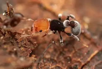 Рабочий муравей Tetramorium fulviceps
