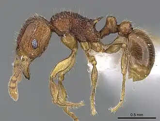 Tetramorium gilgamesh