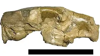 Череп Tetrastylus intermedius. Длина отрезка 10 см
