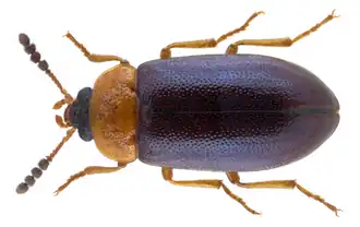 Tetratoma fungorum