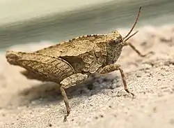 Особь неопределенного пола