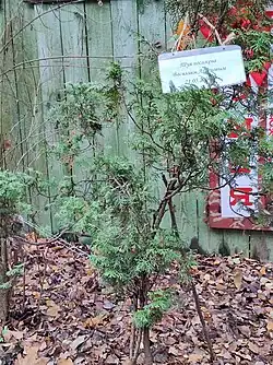 Туя, посаженная во дворе музея В. Аксеновым