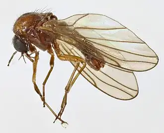 Thaumalea testacea