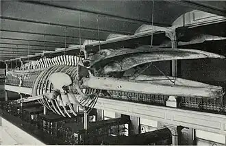 Модель скелета синего кита, сконструированная Роем Чепменом Эндрюсом в 1907 году