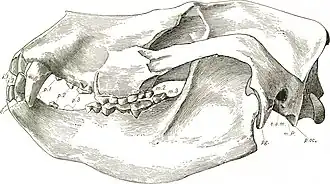 Череп Dinocyon sp.