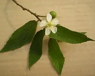 Мунтингия калабура (Muntingia calabura)