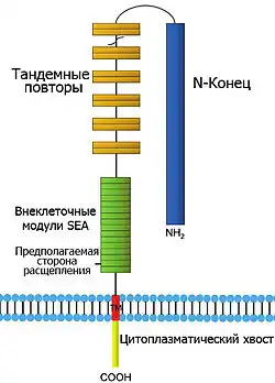 Ovarian Cancer - Basic Science Perspective