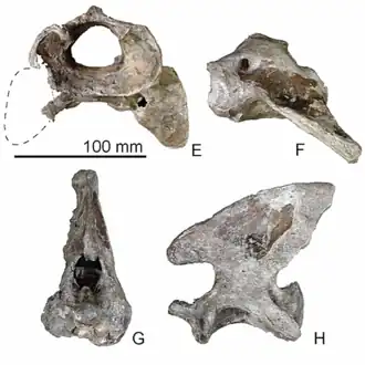 Атлант и эпистрофей Pseudotaria muramotoi. E — атлант спереди, F — атлант с левого бока, G — эпистрофей спереди, H — эпистрофей с левого бока