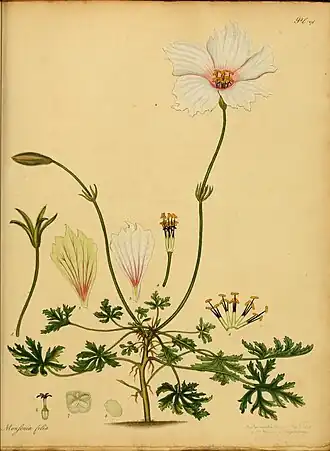 Monsonia speciosa
