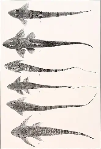 Limatulichthys griseus (вторая сверху)