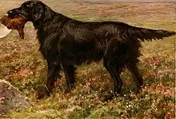 Английский сеттер