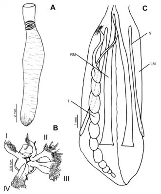 A. Внешняя морфология. B. Щупальцевая коронка. C. Внутренняя морфология. Сокращения: I = кишечник; LM = продольная мышца; N = нефридий; RM = ретракторы.