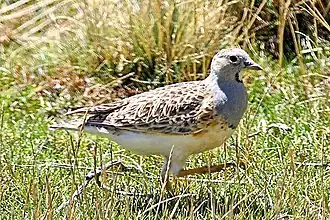 Серогорлый зобатый бегунок (Thinocorus orbignyianus)